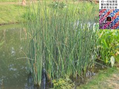 水蔥