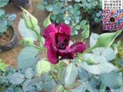 雜種香水月季
