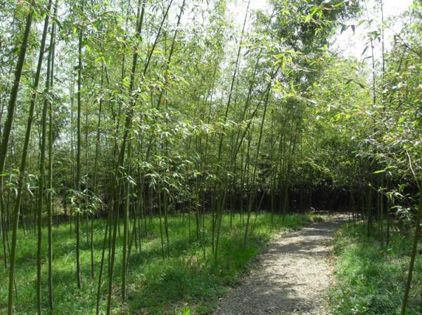 早園竹報價價格 早園竹報價價格