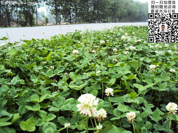 白三葉牧草