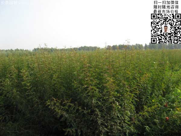 刺玫花圖片