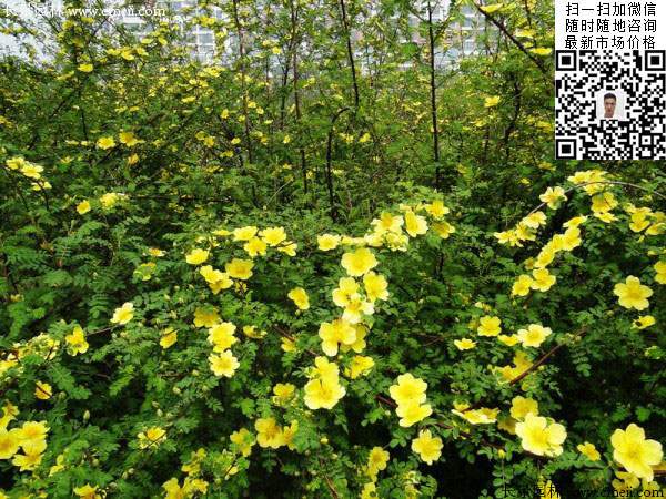 刺玫花圖片