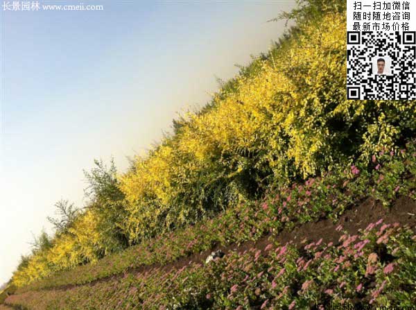 刺玫花圖片