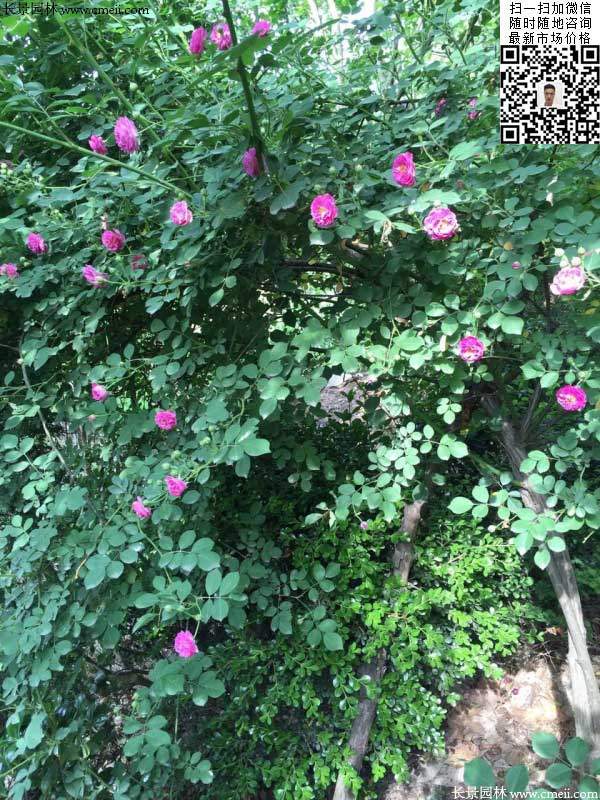 粉團薔薇花苗