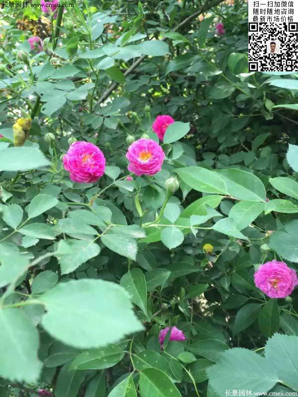 粉團薔薇花苗
