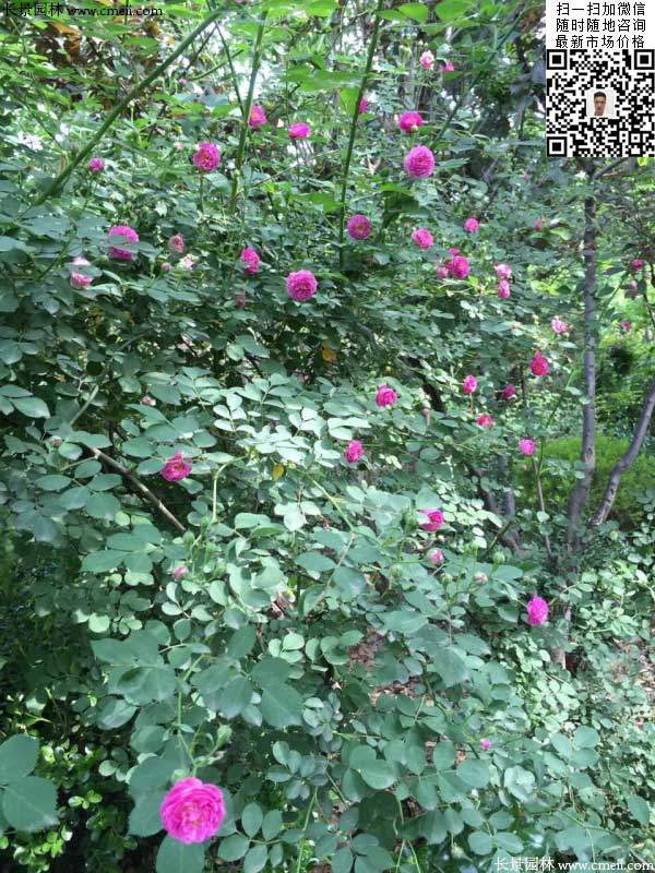 粉團薔薇花苗