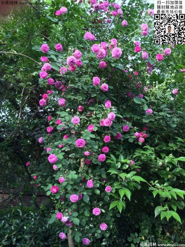 粉團薔薇花苗