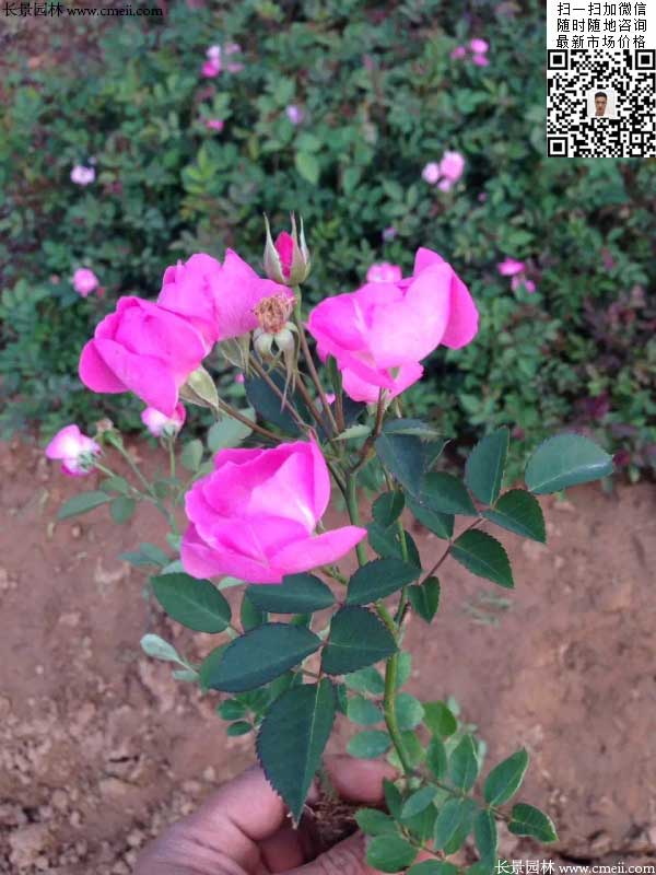粉團薔薇花苗