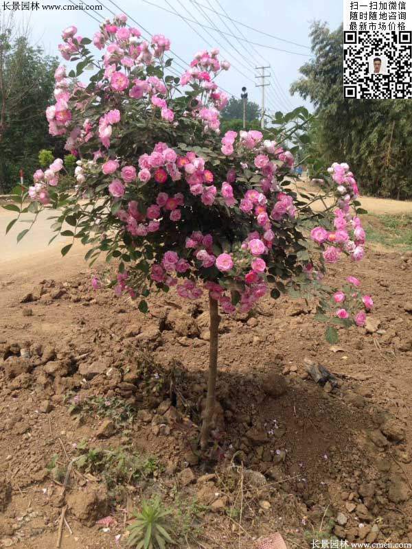 粉團薔薇花苗