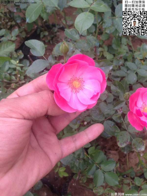 粉團薔薇花苗