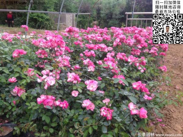 粉團薔薇花苗