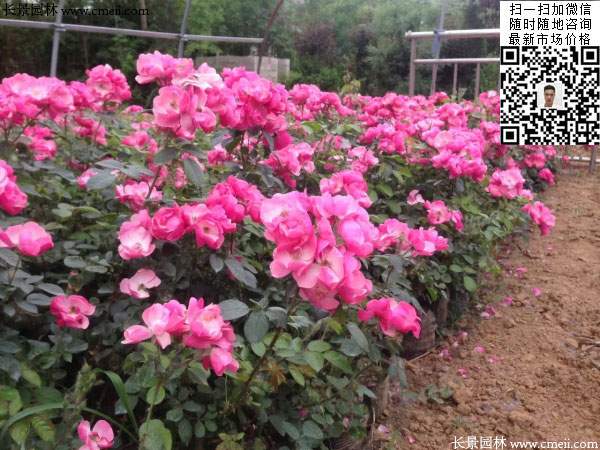 粉團薔薇花苗