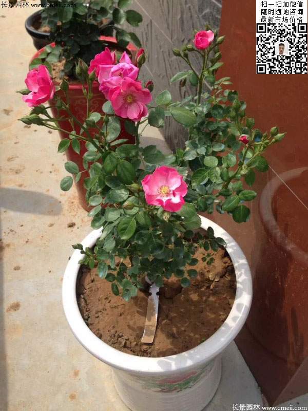 粉團薔薇花苗