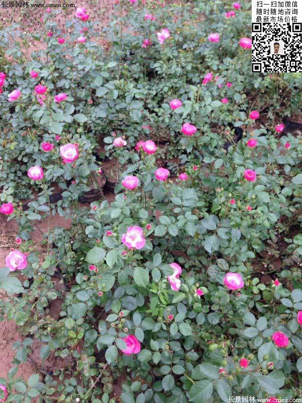 粉團薔薇花苗