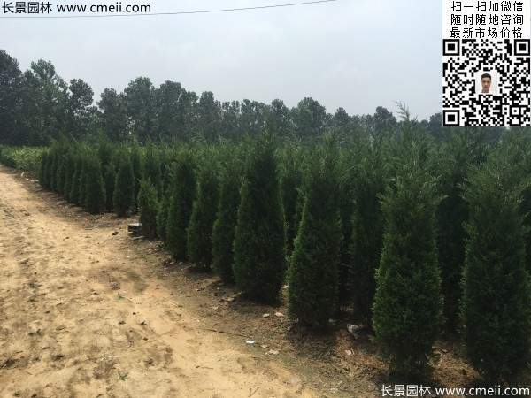 高度1米1.2米蜀檜精品苗優惠價格出售 高度1米1.2米蜀檜精品苗優惠價格出售