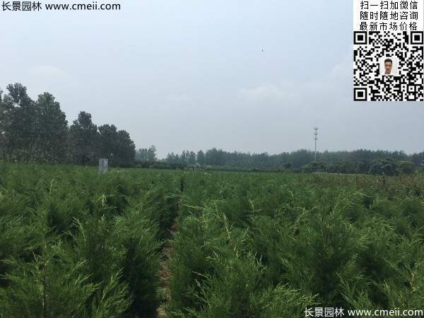 高度1米1.2米蜀檜精品苗優惠價格出售 高度1米1.2米蜀檜精品苗優惠價格出售