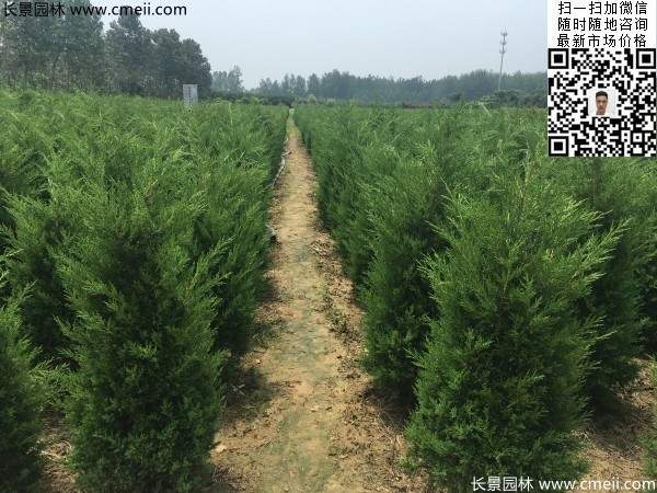 高度1米1.2米蜀檜精品苗優惠價格出售 高度1米1.2米蜀檜精品苗優惠價格出售
