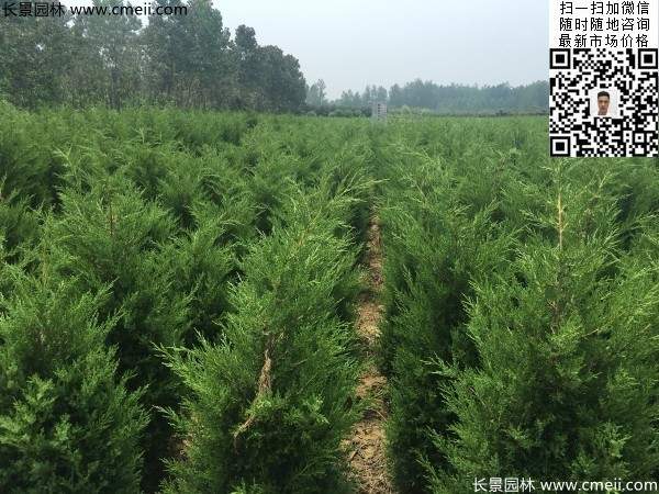 高度1米1.2米蜀檜精品苗優惠價格出售 高度1米1.2米蜀檜精品苗優惠價格出售