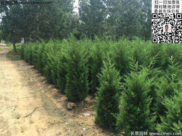 高度1米1.2米蜀檜精品苗優惠價格出售 高度1米1.2米蜀檜精品苗優惠價格出售