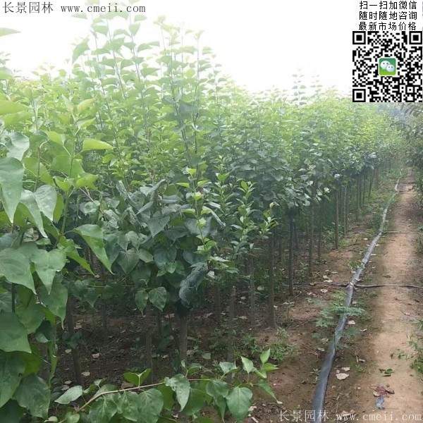 丁香樹 丁香樹