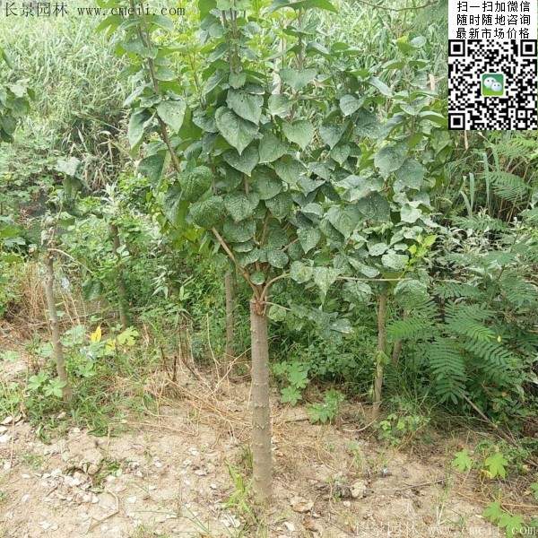 丁香樹 丁香樹