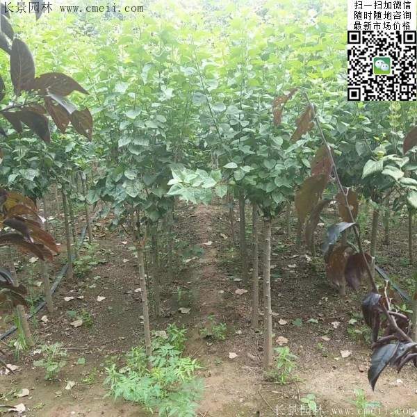 丁香樹 丁香樹