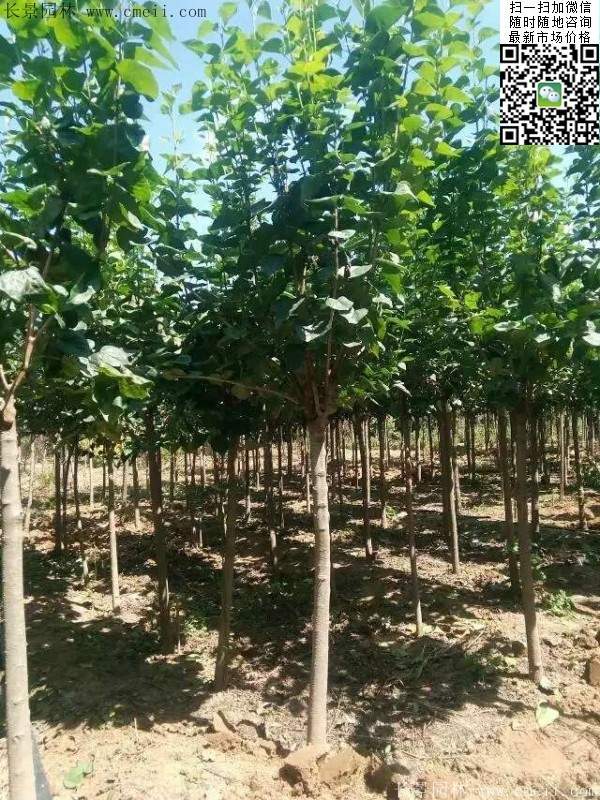 丁香樹 丁香樹