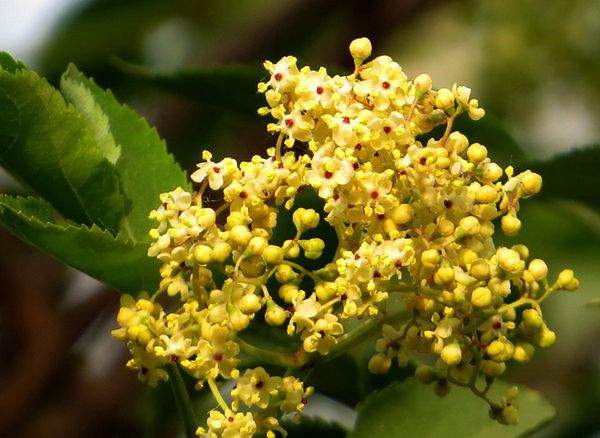 黃丁香花 黃丁香花