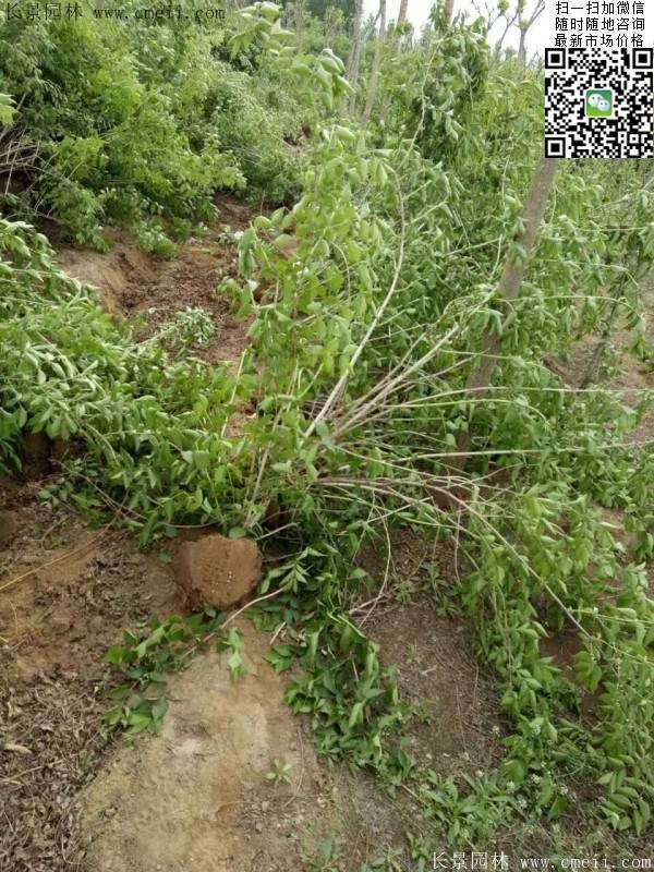 金銀木規格