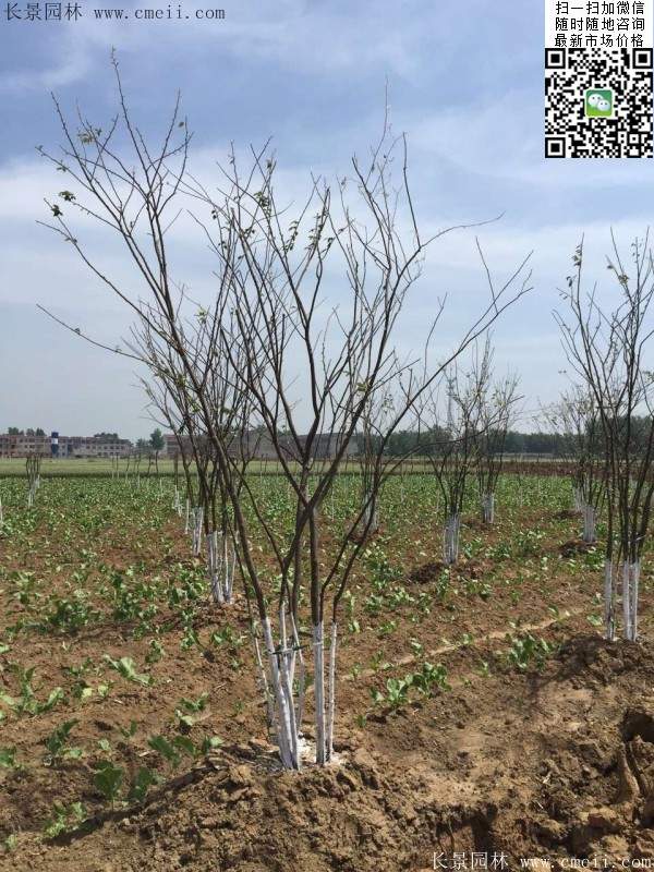 大規格櫸樹 大規格櫸樹