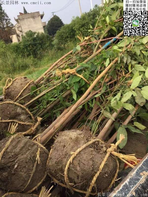 沭陽臘梅樹 沭陽臘梅樹