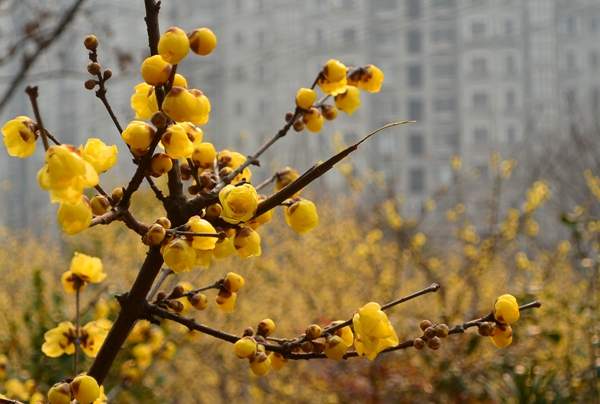 華東臘梅樹批發 華東臘梅樹批發