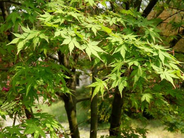青楓樹銷售