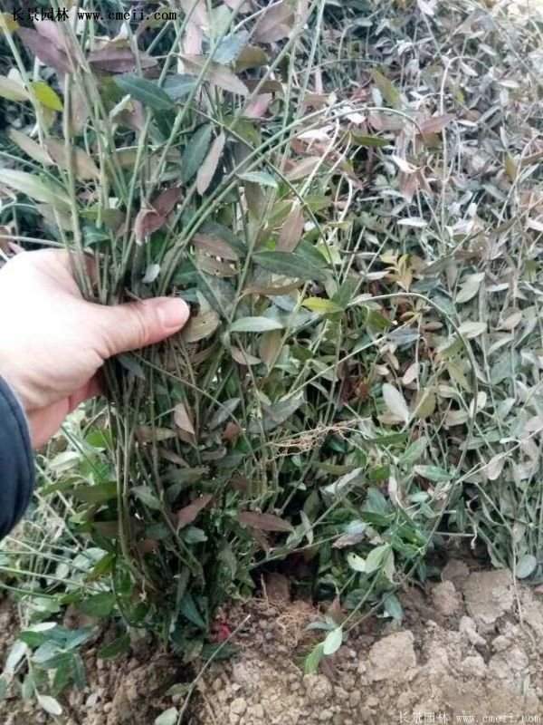 沭陽低價扶芳藤 沭陽低價扶芳藤
