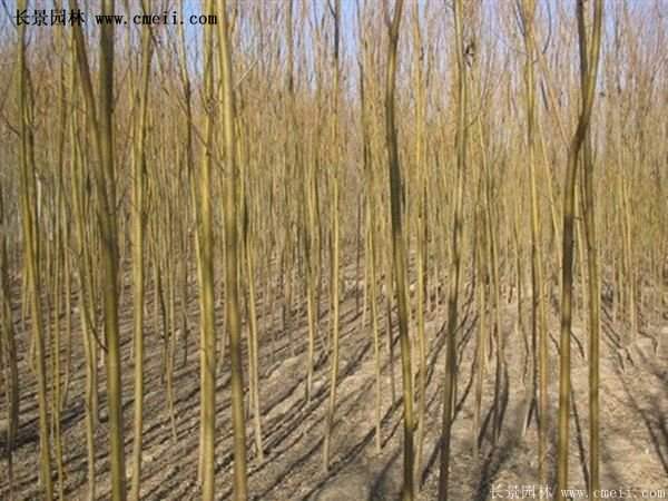 2016下半年沭陽地區金絲柳苗圃報價匯總