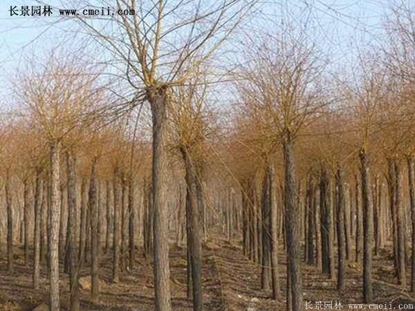 2016下半年沭陽地區金絲柳苗圃報價匯總
