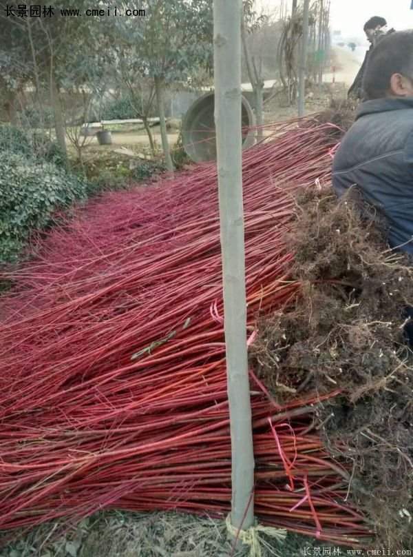紅瑞木規格
