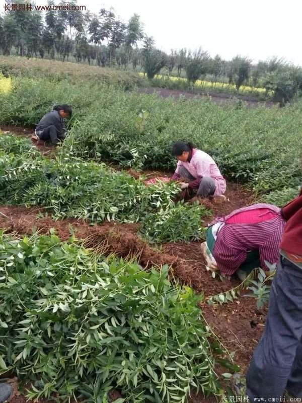 沭陽連翹規格 沭陽連翹規格