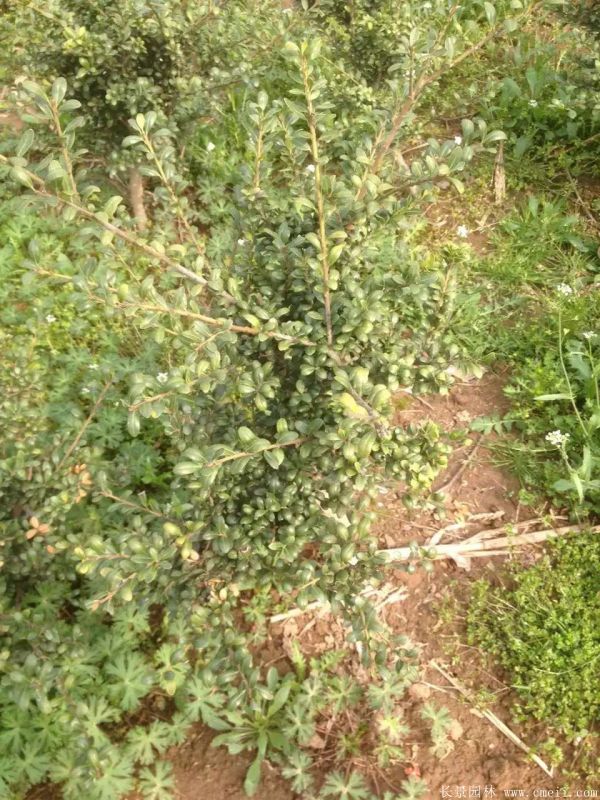 龜甲黃楊球-長景園林