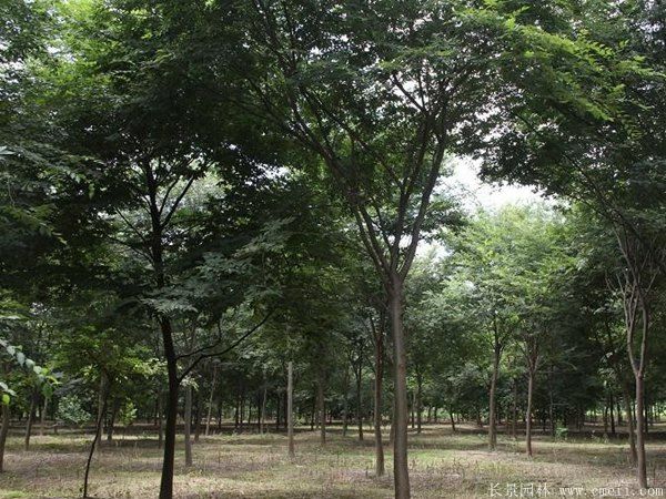櫸樹圖片櫸樹基地實拍 櫸樹圖片櫸樹基地實拍