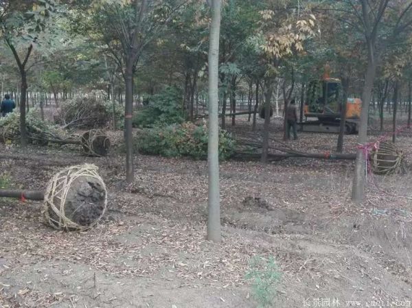 櫸樹圖片櫸樹基地實拍 櫸樹圖片櫸樹基地實拍