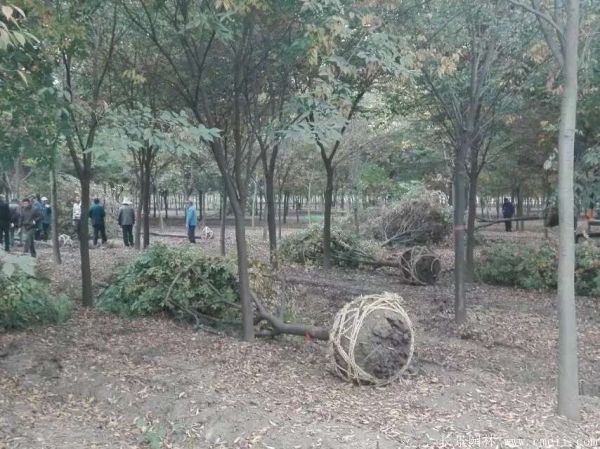 櫸樹圖片櫸樹基地實拍 櫸樹圖片櫸樹基地實拍