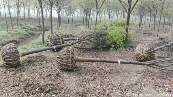 櫸樹圖片櫸樹基地實拍 櫸樹圖片櫸樹基地實拍