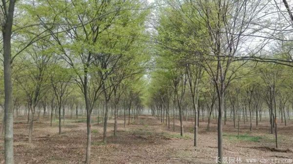 櫸樹圖片櫸樹基地實拍 櫸樹圖片櫸樹基地實拍