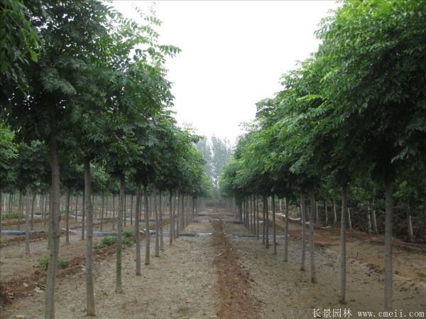 欒樹圖片欒樹基地 欒樹圖片欒樹基地