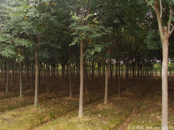 欒樹圖片欒樹基地 欒樹圖片欒樹基地