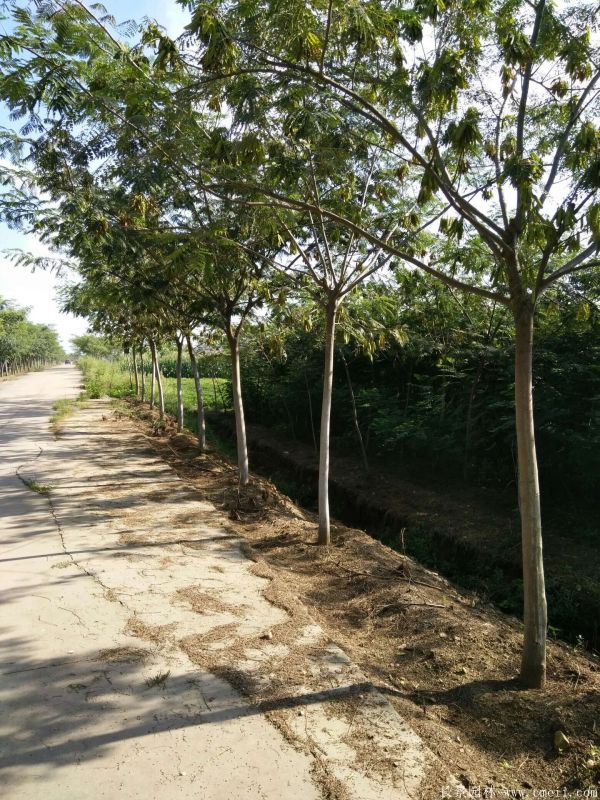 合歡樹圖片合歡樹基地實拍 合歡樹圖片合歡樹基地實拍
