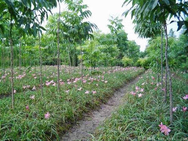 蔥蘭圖片蔥蘭基地實拍 蔥蘭圖片蔥蘭基地實拍