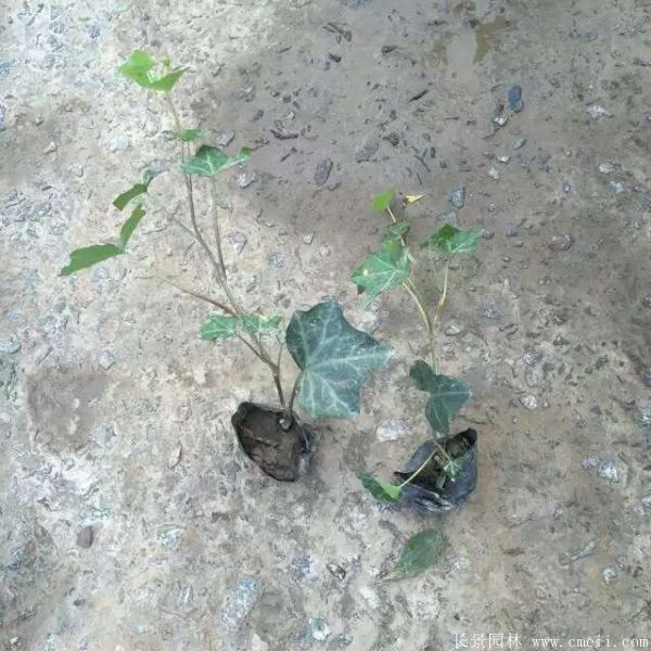 爬山虎苗圖片基地實拍 爬山虎苗圖片基地實拍