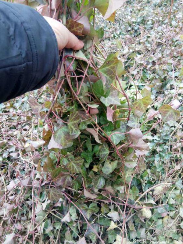 爬山虎苗圖片基地實拍 爬山虎苗圖片基地實拍